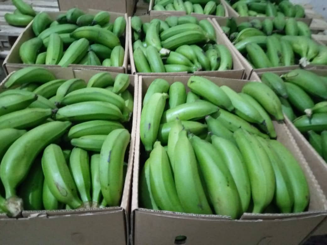 Fresh Sugarcane