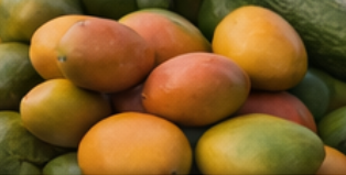 Fresh Mangoes - Export Quality